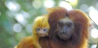Research: Should I stay or should I go? Research sheds light on social drivers of animal dispersal —