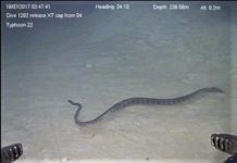 Research: Sea snakes make record-setting deep dives —