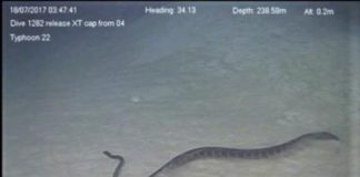 Research: Sea snakes make record-setting deep dives —