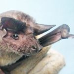 Study: Evidence for a widespread virus reservoir in Africa — (Details)