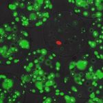 Study: High throughput method to produce and screen engineered antimicrobial lanthipeptides — (Details)