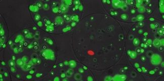 Study: High throughput method to produce and screen engineered antimicrobial lanthipeptides — (Details)