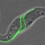 Study: Exotic signaling mechanism in pathogens — (Details)