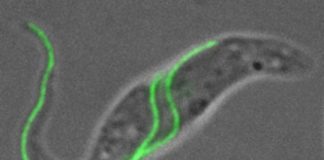 Study: Exotic signaling mechanism in pathogens — (Details)