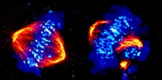 Study: Scientists uncover the mechanism of a gene to better target cancer therapy — (Details)