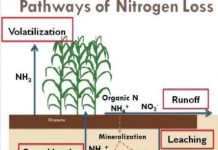 Research: Study shows dairy farmers can improve water quality, increase forage production —