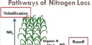 Research: Study shows dairy farmers can improve water quality, increase forage production —