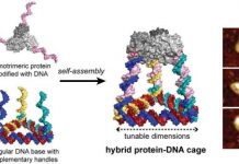 Tech: Programmable ‘Legos’ of DNA and protein building blocks create novel 3D cages — (Report)
