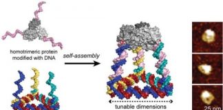 Tech: Programmable ‘Legos’ of DNA and protein building blocks create novel 3D cages — (Report)