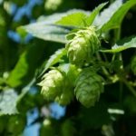 Study: Liver, colon cancer cells thwarted by compounds derived from hops — (Details)