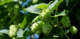 Study: Liver, colon cancer cells thwarted by compounds derived from hops — (Details)