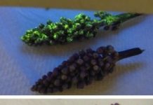 Research: Nanomaterials give plants ‘super’ abilities —