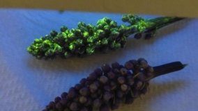 Research: Nanomaterials give plants ‘super’ abilities —