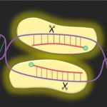 Study: Innovation could change how gene editing is approached in the future — (Details)