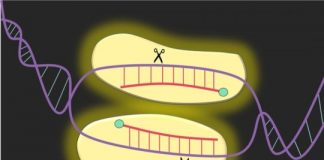 Study: Innovation could change how gene editing is approached in the future — (Details)