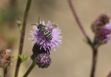 Research: Wild bees flock to forested areas affected by severe fire —