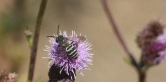 Research: Wild bees flock to forested areas affected by severe fire —