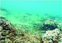 Research: Nutrient pollution has been blamed for algal blooms and degradation of coral reefs along Maui’s west coast —