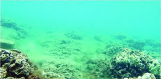 Research: Nutrient pollution has been blamed for algal blooms and degradation of coral reefs along Maui’s west coast —