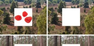 Study: The brain’s auto-complete function — (Details)