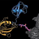 Study: Labeling proteins with ubiquitin paves new road to cell regulation research — (Details)