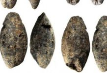 Research: A 5,000-year-old barley grain discovered in Finland changes understanding of livelihoods —