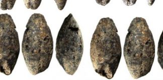 Research: A 5,000-year-old barley grain discovered in Finland changes understanding of livelihoods —
