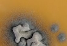 Research: Better understanding of antifungal drug resistance —