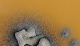 Research: Better understanding of antifungal drug resistance —
