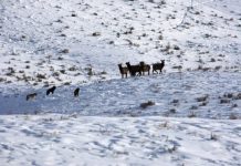 Research: Effects of reintroducing top predators questioned —