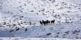 Research: Effects of reintroducing top predators questioned —