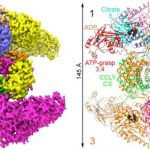 Study: Discovery could be a major step in developing therapies for cancer, controlling cholesterol — (Details)