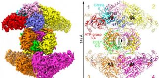 Study: Discovery could be a major step in developing therapies for cancer, controlling cholesterol — (Details)