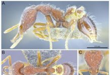 Research: Thirteen new ant species discovered in Hong Kong —