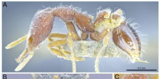 Research: Thirteen new ant species discovered in Hong Kong —