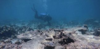 Research: Global warming disrupts recovery of coral reefs —