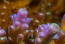 Research: Scientists discover first organism with chlorophyll genes that doesn’t photosynthesize —