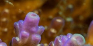 Research: Scientists discover first organism with chlorophyll genes that doesn’t photosynthesize —