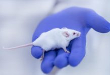 Research: Blocking protein’s activity restores cognition in old mice —