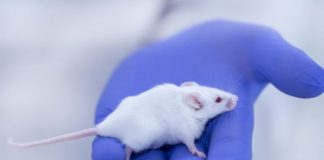 Research: Blocking protein’s activity restores cognition in old mice —
