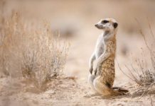 Research: How understanding animal behavior can support wildlife conservation —