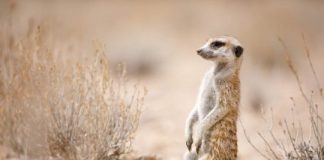 Research: How understanding animal behavior can support wildlife conservation —