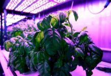 Research: Machine learning can reveal optimal growing conditions to maximize taste and other features —