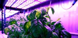 Research: Machine learning can reveal optimal growing conditions to maximize taste and other features —