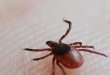 Research: Think the tick threat grows with the grass? Not necessarily! —