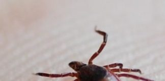Research: Think the tick threat grows with the grass? Not necessarily! —