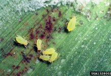 Research: Insect-deterring sorghum compounds may be eco-friendly pesticide —