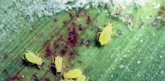 Research: Insect-deterring sorghum compounds may be eco-friendly pesticide —