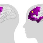 Study: Research assesses how large-scale patterns of brain activity could vary between cognitive systems and across people — (Details)