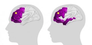 Study: Research assesses how large-scale patterns of brain activity could vary between cognitive systems and across people — (Details)